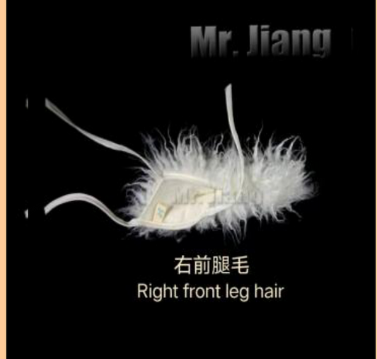 Fell für das rechte Vorderbein (Right front leg hair)