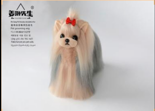 Yorkshire-Terrier Ganzkörperfell, Goldener Kopf und silberfarbener Rücken (Yorkshire full body hair (Gold head and silver back)